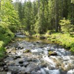 a spectacular stream in the national park