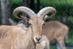 Arui (Ammotragus lervia)