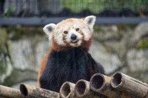 Small Panda (Ailurus fulgens)
