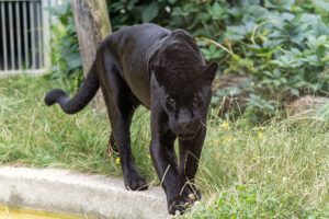 Jaguar (Panthera onca)