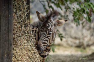 Chapman's Zebra (Equus burchelli chapmanni)