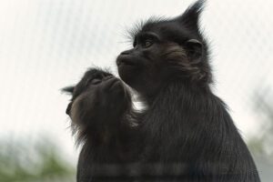 Black Mangabey (Lophocebus aterrimus)