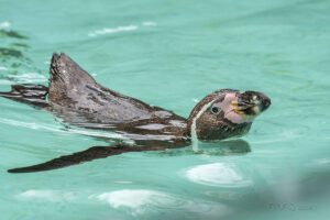 Humboldt Penguin (Spheniscus humboldti)