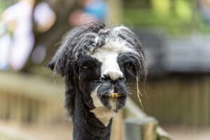 Alpaca (Lama pacos)