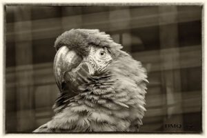 Green Macaw (Ara militaris)