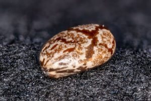 Chia seeds in macro photography