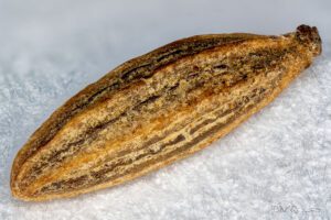 Caraway in macro photography
