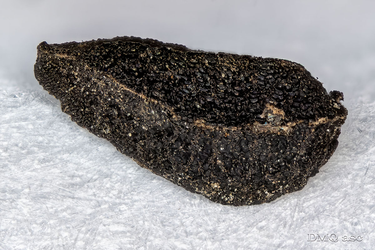 Black cumin in macro photography