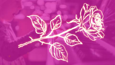 Outlined Rose on pink background