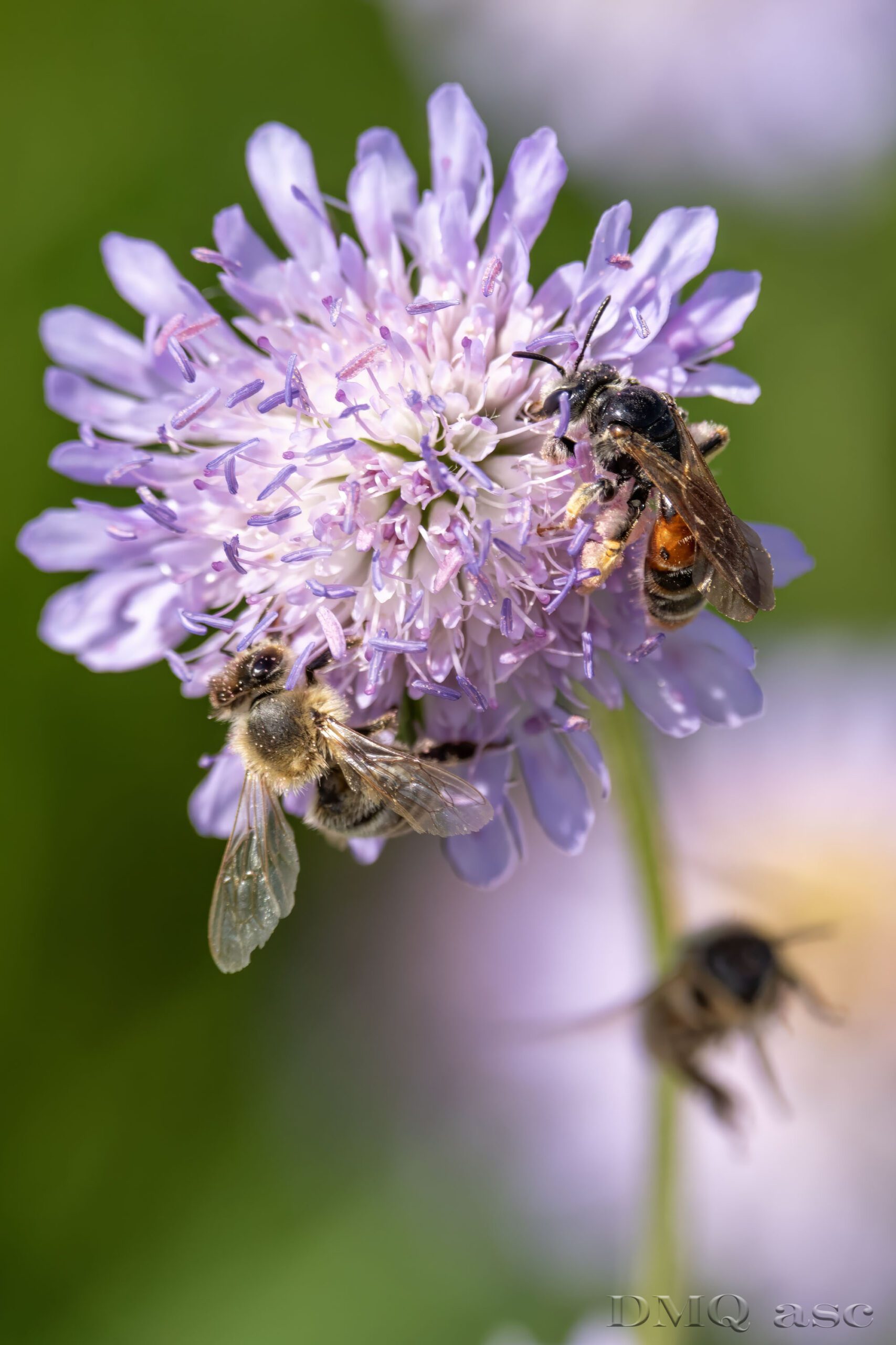 macro photography of bees on a flower