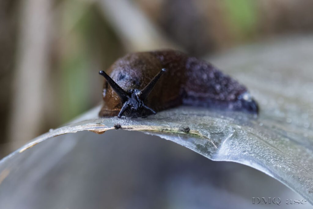 macro photo of a snail crawling around an abandoned plastic bottle