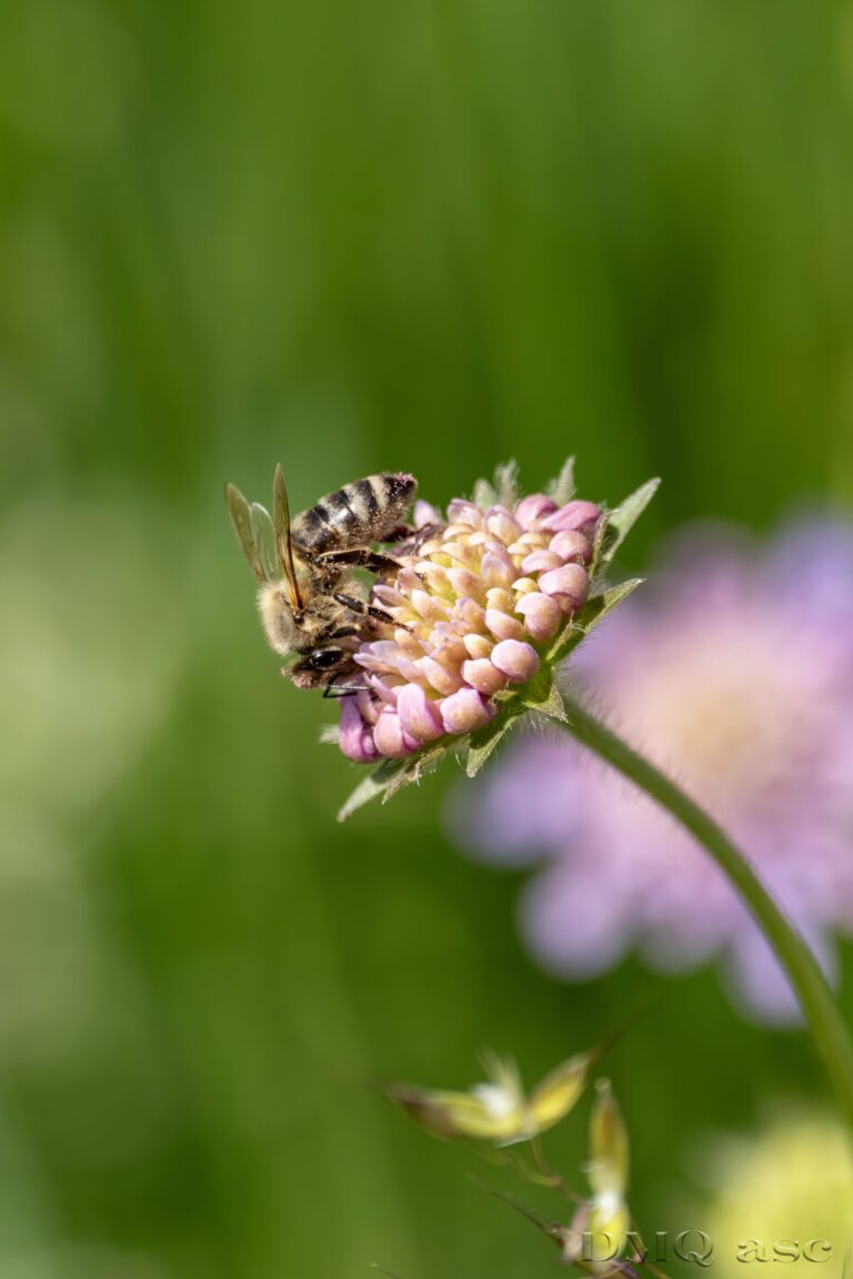 macro photography of bees on a flower